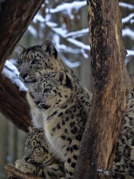 Leopardo Nieve Uncia Uncia Hembra Con Crías Adultas — Foto de Stock