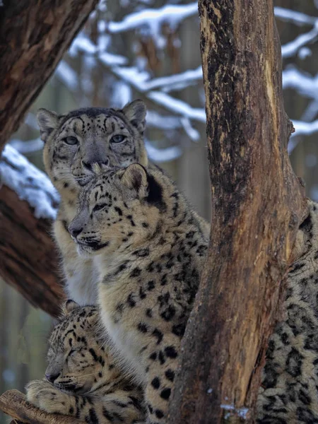 Leopardo Nieve Uncia Uncia Hembra Con Crías Adultas — Foto de Stock