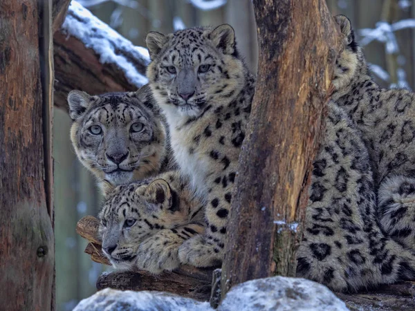 Neve Leopardo Uncia Uncia Fêmea Com Crescido Jovem — Fotografia de Stock