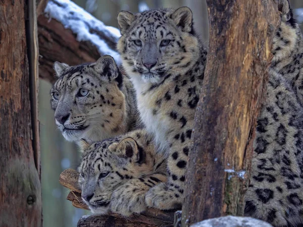 Snow Leopard Uncia Uncia Vrouw Met Volwassen Young — Stockfoto
