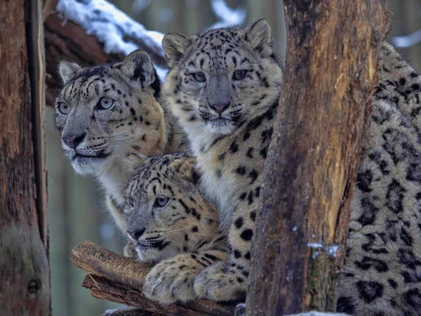 Snow Leopard Uncia Uncia Жінки Виросли Янг — стокове фото