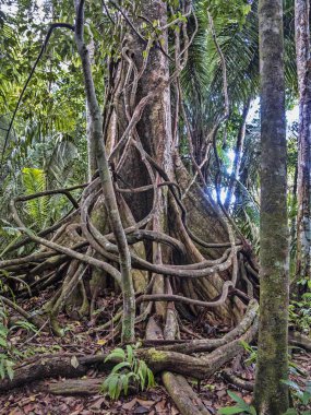 Orman ağaçları, Amazon, Peru güçlü plaka benzeri kökleri