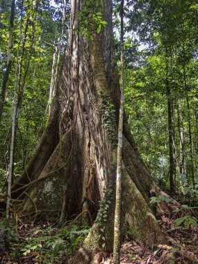 Orman ağaçları, Amazon, Peru güçlü plaka benzeri kökleri