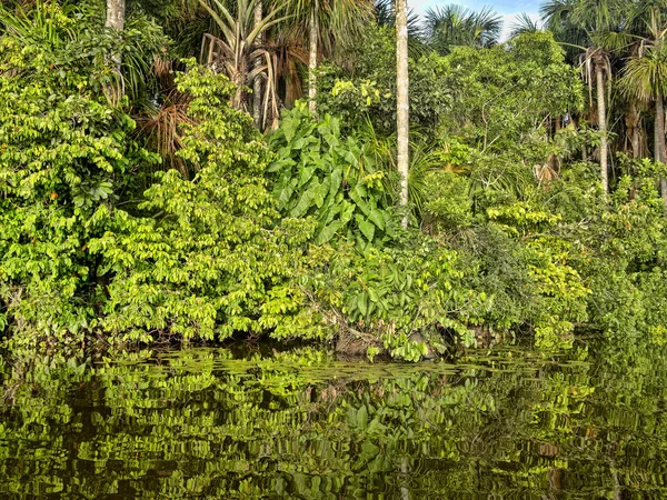秘鲁桑多瓦尔湖的水中映出了森林的树木 — 图库照片