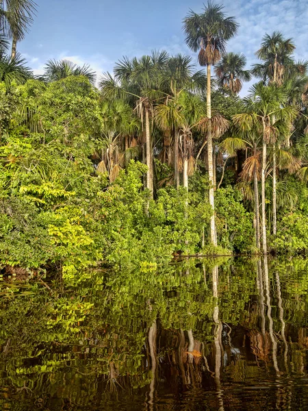 Erdei Fák Tükröződnek Víz Sandoval Peru — Stock Fotó