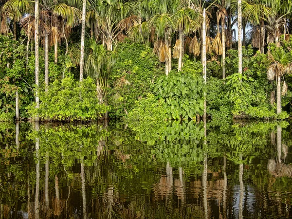 Forest Bomen Worden Weerspiegeld Het Water Van Lake Sandoval Peru — Stockfoto