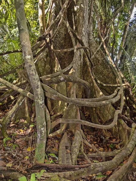 Mighty plate-like roots of forest trees, Amazon, Peru