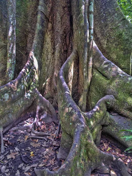 Mäktiga Plattan Liknande Rötter Skogsträd Amazon Peru — Stockfoto