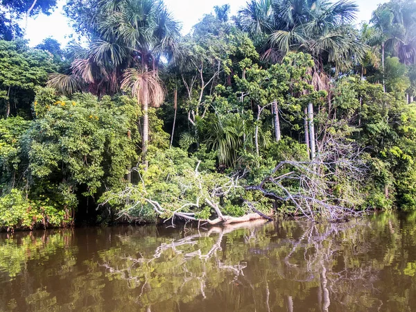 Forest Trees Mirrored Water Lake Sandoval Peru — Stock Photo, Image