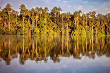 Reflections of forest trees in the tranquil lake of Sandoval, Peru clipart