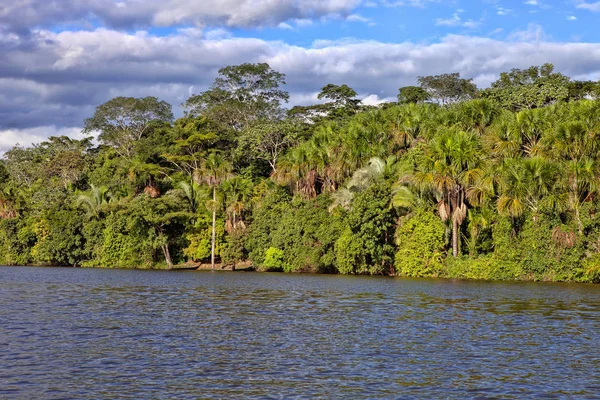 Floresta Tropical Longo Rio Tambopata Peru — Fotografia de Stock