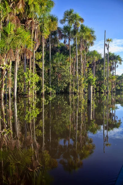 Reflexões Árvores Florestais Tranquilo Lago Sandoval Peru — Fotografia de Stock