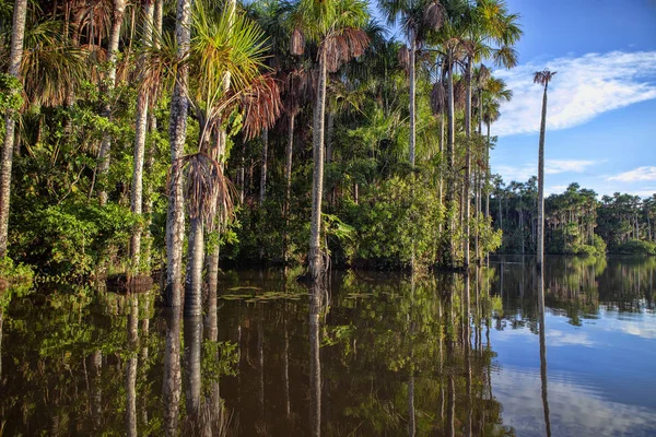 秘鲁桑多瓦尔宁静湖泊中的森林树木倒影 — 图库照片