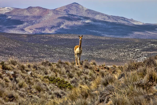 Altiplano Kuru gölde 4000 m, Peru yükseklikte