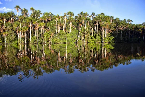 Reflexões Árvores Florestais Tranquilo Lago Sandoval Peru — Fotografia de Stock