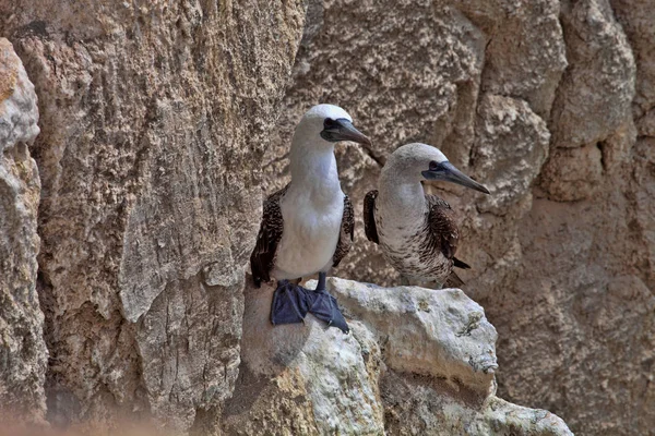 Booby Péruvien Sula Variegata Sur Les Falaises Parc National Isla — Photo