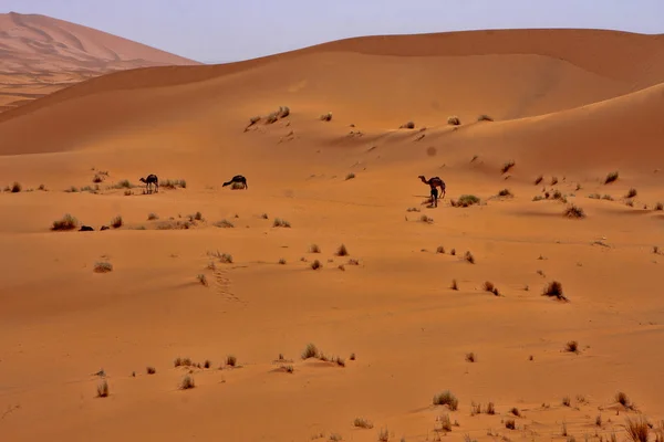 Schoonheid Van Sahara Duinen Rond Merzouga Marokko — Stockfoto