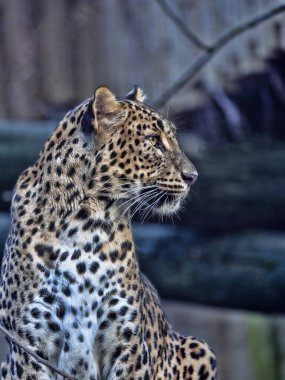 Sri Lanka parsı, Panthera pardus kotiya portresi