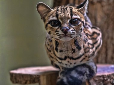 Nadir bir Güney Amerika Margay Leopardus wiedii portresi