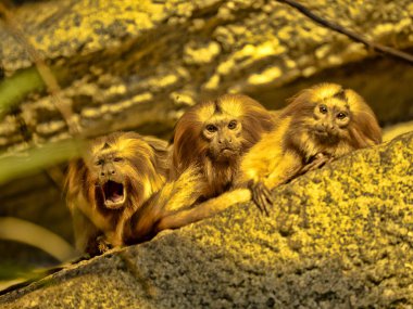Aile altın aslan tamarin, Leontopithecus rosalia dinlenme