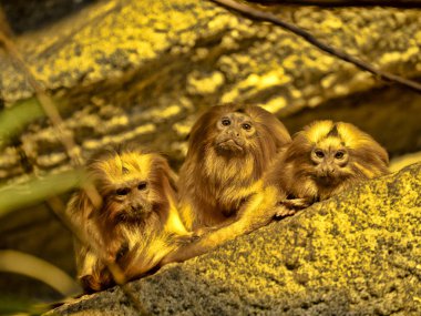 Aile altın aslan tamarin, Leontopithecus rosalia dinlenme