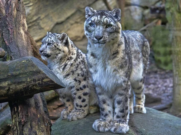 Жіночий Snow Leopard Uncia Унцію Subadult Курча — стокове фото