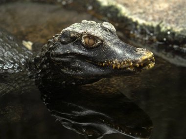 Cüce Kayman, Paleosuchus palpebrosus, en küçük timsah biridir