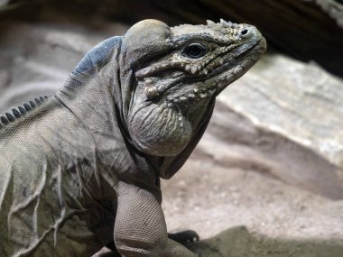 Büyük bir erkek iguana, Cyclura cornuta gergedan portresi