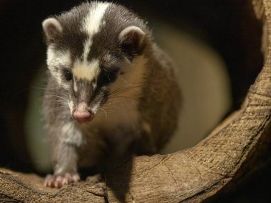 Cava Ferret porsuk, Melogale orientalis, saklandığı yerden göz atar.
