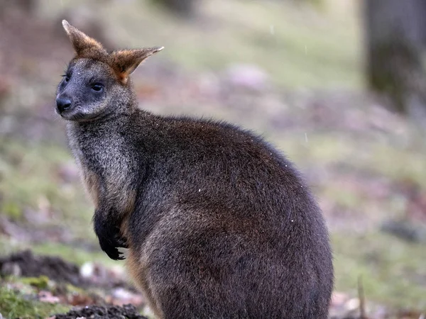 Bagno Wallaby Wallabia Bicolor Jest Jednym Mniejszych Kangury — Zdjęcie stockowe