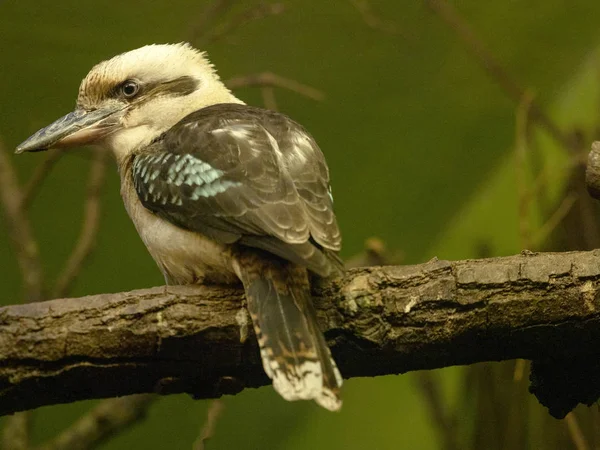 Lachende Kookaburra Dacelo Novaeguineae Sitzend Auf Einem Ast — Stockfoto