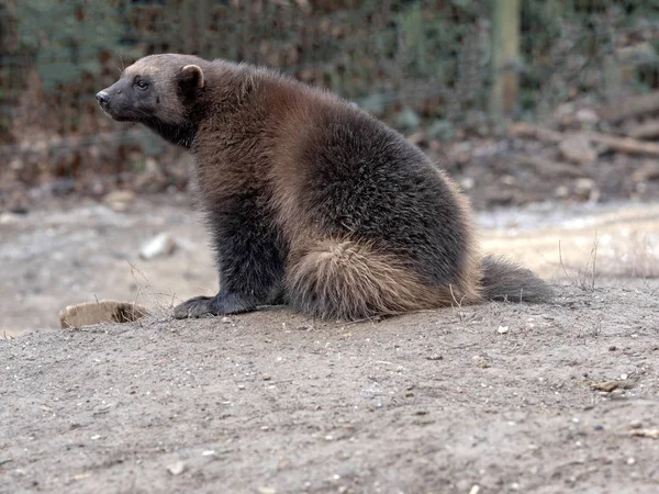 Wolverine Gulo Gulo Very Agile Strong Beast — Stock Photo, Image