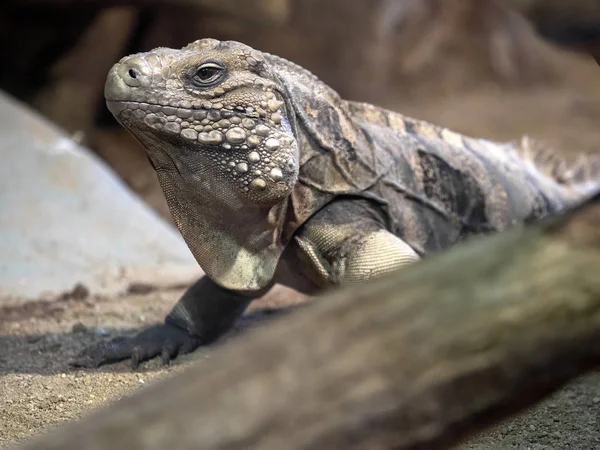 大きな男性キューバ地面イグアナ Cyclura Nubila の肖像画 — ストック写真