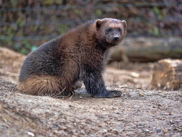 ウルヴァリン Gulo Gulo は非常にアジャイル強い獣です — ストック写真