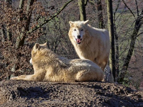 stock image Arctic wolf, Canis lupus arctos, is a dreaded hunter, lives in packs