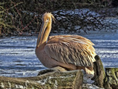 Koyu renk büyük beyaz pelikan, kışın Pelecanus onocrotalus