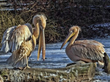 Koyu renk büyük beyaz pelikan, kışın Pelecanus onocrotalus