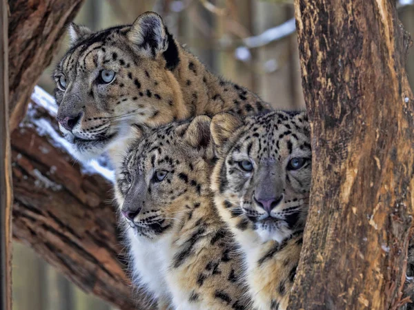 Vrouwelijke Snow Leopard Uncia Ounce Met Subadult Kuiken — Stockfoto