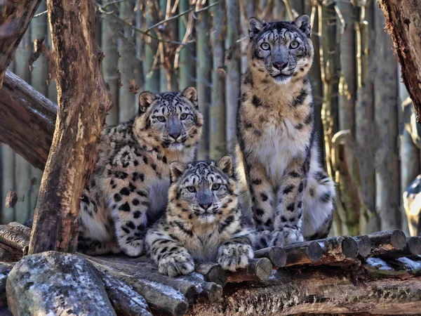 Leopardo Neve Fêmea Uncia Onça Com Pintinho Subadulto — Fotografia de Stock