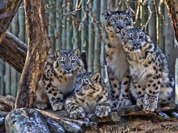 Leopardo Neve Fêmea Uncia Onça Com Pintinho Subadulto — Fotografia de Stock