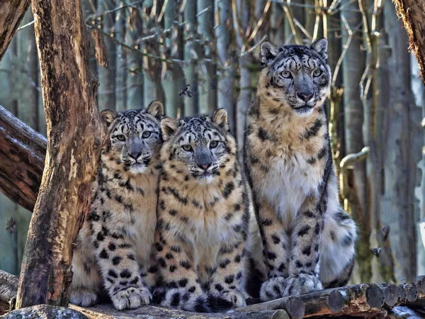 Kvinnliga Snow Leopard Uncia Uns Med Inomartspredation Chick — Stockfoto