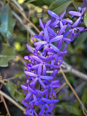 Güzel ağaç mavi çiçekli, Guatemala