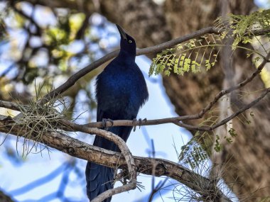 Büyük kuyruklu grackle, Quiscalus mexicanus, Orta Amerika'da, Guatemala yaygındır