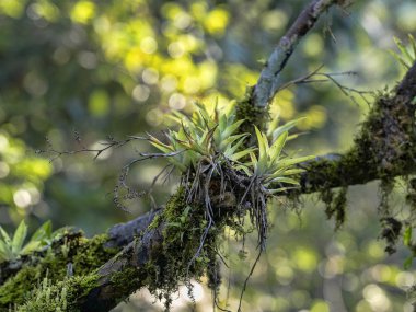 Tilandsiemi ve bromelies Guatemala kaplı ağaçların dalları.