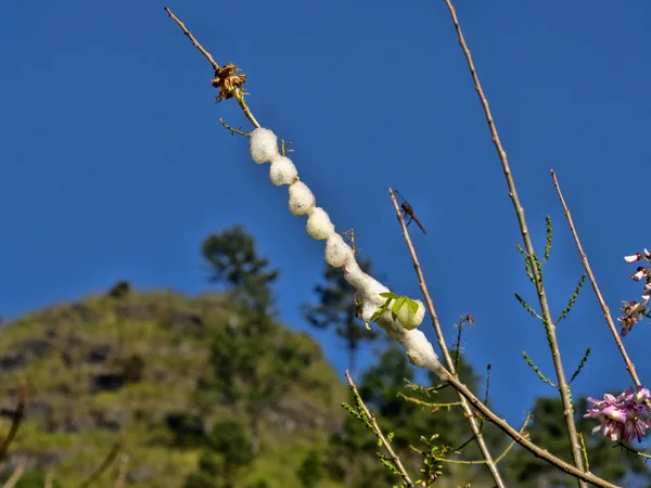 Schuimend clusters van eieren op de vertakking van de beslissingsstructuur, Guatemala. — Stockfoto