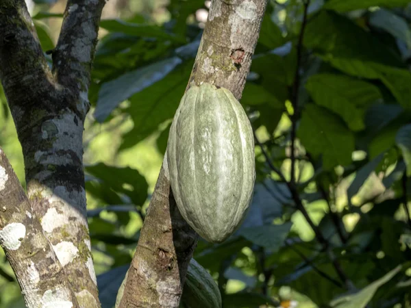 Fruta del cacao grande, Guatemala —  Fotos de Stock