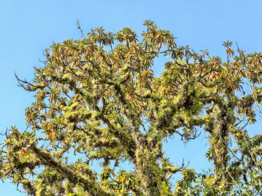 Ananas ve Guatemala bromelies kaplı ağaçların dalları.