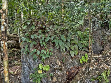 Vahşi yaklaşık ağaçlarda, Guatemala.