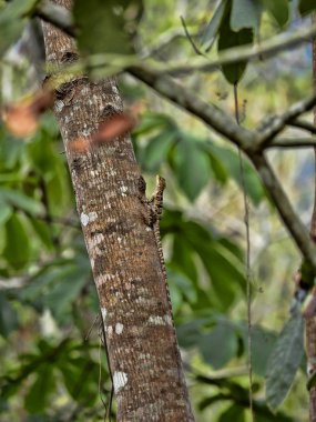 Kadın kahverengi Basilisk, Basiliscus vittatus, bir ağacın bir yağmur ormanlarında, Guatemala.