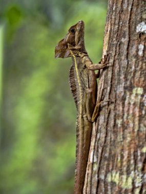 Erkek kahverengi Basilisk, Basiliscus vittatus, bir ağacın bir yağmur ormanlarında, Guatemala.